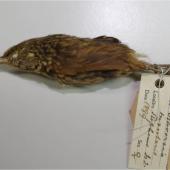 Lyall's wren. Female specimen in Canterbury Museum (AV917), side view. Stephens Island. Image &copy; Colin Miskelly by Colin Miskelly
