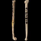 North Island stout-legged wren. Tibiotarsus (left) and tarsometatarsus. Te Papa S.027810. Elver Canyon Cave, Waipu. Image &copy; Te Papa