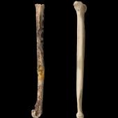 North Island stout-legged wren. Tibiotarsus (left) and tarsometatarsus. Te Papa S.027810. Elver Canyon Cave, Waipu. Image &copy; Te Papa
