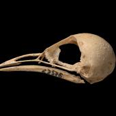 South Island stout-legged wren. Skull and mandible. Paratype. Te Papa S.023578. Honeycomb Hill Caves, Karamea. Image &copy; Te Papa