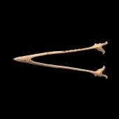South Island stout-legged wren. Lower mandible (ventral). Paratype. Te Papa S.023578. Honeycomb Hill Caves, Karamea. Image &copy; Te Papa