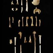 Long-billed wren | Manu paea. Holotype (partial skeleton). Specimen registration no. S.027775; image no. MA_I061789. Moonsilver Cave, Barrans Flat, Takaka, April 1986. Image &copy; Te Papa See Te Papa website: See Te Papa website: