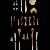 Long-billed wren | Manu paea. Holotype (partial skeleton). Specimen registration no. S.027775; image no. MA_I061790. Moonsilver Cave, Barrans Flat, Takaka, April 1986. Image &copy; Te Papa See Te Papa website: http://collections.tepapa.govt.nz/objectdetails.aspx?irn=428428&amp;term=S.027775