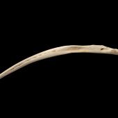 Long-billed wren | Manu paea. Lower mandible (lateral). Paratype. Te Papa S.022940. Honeycomb Hill Caves, Karamea. Image &copy; Te Papa
