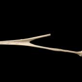 Long-billed wren | Manu paea. Lower mandible (dorsal). Paratype. Te Papa S.022940. Honeycomb Hill Caves, Karamea. Image &copy; Te Papa