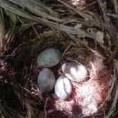 North Island kokako | Kōkako. Nest with 4 eggs. Parininihi Forest, December 2017. Image &copy; Joel Henton by Joel Henton