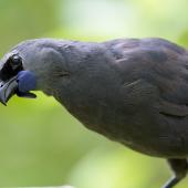 North Island kokako. Adult male. Tiritiri Matangi Island, December 2014. Image &copy; Laurie Ross by Laurie Ross Courtesy of Laurie Ross Photography - http://laurieross.com.au/
