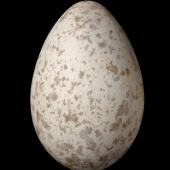North Island kokako | Kōkako. Egg 41.3 x 27.6 mm (NMNZ OR.025438, collected by Ian Flux). Mapara, December 1997. Image &copy; Te Papa by Jean-Claude Stahl