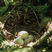 North Island kokako. Nest with three eggs. Mapara, King Country, March 1995. Image &copy; Department of Conservation (image ref: 10025058) by Ian Flux Courtesy of Department of Conservation