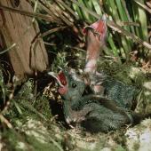North Island kokako. Two chicks in nest. Mapara, King Country, March 1995. Image &copy; Department of Conservation (image ref: 10025054) by Ian Flux Courtesy of Department of Conservation