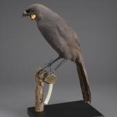 South Island kokako. Mounted specimen. Acquisition history unknown. Specimen registration no. OR.000175; image no. MA_I156521. . Image &copy; Te Papa See Te Papa website: http://collections.tepapa.govt.nz/objectdetails.aspx?irn=533797&amp;term=OR.000175