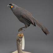 South Island kokako. Mounted specimen, no collection data. Gift of the Wellington City Council, 1929. Specimen registration no. OR.014041; image no. MA_I156524. . Image &copy; Te Papa See Te Papa website: http://collections.tepapa.govt.nz/objectdetails.aspx?irn=533910&amp;term=OR.014041