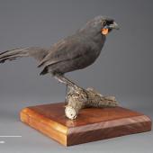 South Island kokako. Mounted specimen. Acquisition history unknown. Specimen registration no. OR.014300; image no. MA_I156525. . Image &copy; Te Papa See Te Papa website: http://collections.tepapa.govt.nz/objectdetails.aspx?irn=533911&amp;term=OR.014300
