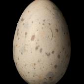 South Island kokako. Egg 42.0 x 27.4 mm (NMNZ OR.007626, collected by W.D. Campbell). Hokitika. Image &copy; Te Papa by Jean-Claude Stahl
