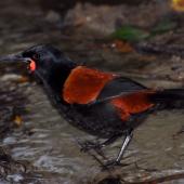 North Island saddleback | Tīeke. Adult standing in shallow stream. Kapiti Island, July 2010. Image &copy; Peter Reese by Peter Reese