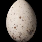South Island saddleback | Tīeke. Egg 31.9 x 22.4 mm (NMNZ OR.007618, collected by Edgar Stead). Solomon Island, Stewart Island, December 1931. Image &copy; Te Papa by Jean-Claude Stahl