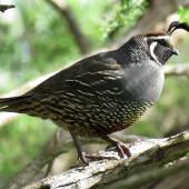 California quail. Adult male perched in tree. Bethells Beach, November 2016. Image &copy; Scott Brooks (ourspot) by Scott Brooks