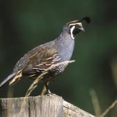 California quail | Tikaokao. Adult male on post. , February 1989. Image &copy; Peter Reese by Peter Reese