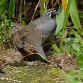California quail | Tikaokao. Pair with chicks. Wellington, February 2012. Image &copy; Peter Reese by Peter Reese