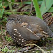 California quail | Tikaokao. Female with chick. Wellington, February 2012. Image &copy; Peter Reese by Peter Reese