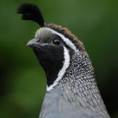 California quail. Close view of male head. Wellington, February 2012. Image &copy; Peter Reese by Peter Reese