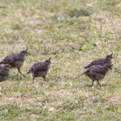 California quail. Juveniles. Bowentown, February 2013. Image &copy; Raewyn Adams by Raewyn Adams