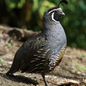 California quail | Tikaokao. Adult male in profile. Wanganui, March 2011. Image &copy; Ormond Torr by Ormond Torr