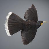 Huia. Bird mounted in flight. No collection data. Acquisition history unknown. Specimen registration no. OR.000064; image no. MA_I128441. . Image &copy; Te Papa See Te Papa website: http://collections.tepapa.govt.nz/objectdetails.aspx?irn=533938&amp;term=OR.000064