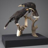 Huia. Mounted specimens. Purchased 1949. Specimen registration no. OR.000096; image no. MA_I156527. . Image &copy; Te Papa See Te Papa website: http://collections.tepapa.govt.nz/objectdetails.aspx?irn=533942&amp;term=OR.000096