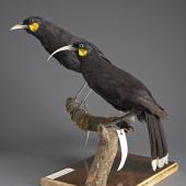 Huia. Mounted specimens, no collection data. Specimen registration no. OR.001327; image no. MA_I156531. . Image &copy; Te Papa See Te Papa website: http://collections.tepapa.govt.nz/objectdetails.aspx?irn=533990&amp;term=OR.001327