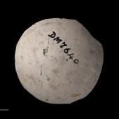 Huia. Egg (NMNZ OR.007640, collected by 'Mikaera'). Wainuiomata, October 1877. Image &copy; Te Papa by Jean-Claude Stahl