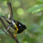 Stitchbird. Adult male. Tiritiri Matangi Island, November 2012. Image &copy; Philip Griffin by Philip Griffin