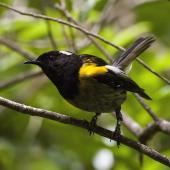 Stitchbird. Male on branch near track. Tiritiri Matangi Island, January 2016. Image &copy; David Rintoul by David Rintoul