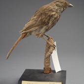 South Island piopio | Piopio. Mounted specimen, no collection data. Purchased 1912. Specimen registration no. OR.000209; image no.MA_I156500. . Image &copy; Te Papa See Te Papa website: http://collections.tepapa.govt.nz/objectdetails.aspx?irn=532033&amp;term=OR.000209