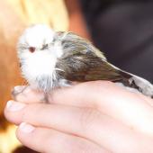 Grey warbler | Riroriro. Aberrant adult with pale head plumage. Kaikoura, September 2008. Image &copy; Graeme Taylor by Graeme Taylor