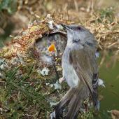 Grey warbler | Riroriro. Adult at nest with chicks begging inside. Waikato, October 2011. Image &copy; Neil Fitzgerald by Neil Fitzgerald www.neilfitzgeraldphoto.co.nz