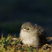 Grey warbler | Riroriro. Chick just fledged. Lake Alexandrina, November 2014. Image &copy; Glenda Rees by Glenda Rees https://www.flickr.com/photos/nzsamphotofanatic/