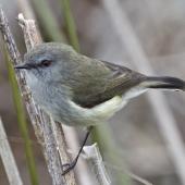 Grey warbler. Adult on reeds. Nelson sewage ponds, July 2015. Image &copy; Rebecca Bowater by Rebecca Bowater FPSNZ AFIAP www.floraandfauna.co.nz