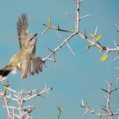 Grey warbler. Adult in flight. Wairepo Arm, Lake Ruataniwha, Twizel, May 2015. Image &copy; Shellie Evans by Shellie Evans http://tikitouringnz.blogspot.co.nz/