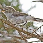 Grey warbler. Fledgling. Cape Kidnappers, January 2011. Image &copy; Dick Porter by Dick Porter