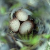 Chatham Island warbler. Three eggs in nest. Mangere Island, Chatham Islands, October 1980. Image &copy; Department of Conservation (image ref: 10047911) by Rod Morris, Department of Conservation Courtesy of Department of Conservation