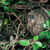 Chatham Island warbler. Adult on nest. Mangere Island, Chatham Islands, December 1982. Image &copy; Department of Conservation (image ref: 10047974) by Dave Crouchley, Department of Conservation Courtesy of Department of Conservation