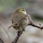 Chatham Island warbler. Adult female. Rangatira Island, Chatham Islands, October 2020. Image &copy; James Russell by James Russell