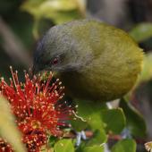 Bellbird | Korimako. Adult male feeding on southern rata nectar. Okarito Trig, Westland, March 2023. Image &copy; Glenn Pure by Glenn Pure