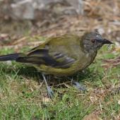 Bellbird | Korimako. Moulting adult male with kowhai moth caterpillar. Mt Cook visitor centre, Mt Cook National Park. Image &copy; Glenn Pure by Glenn Pure
