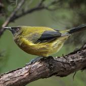 Bellbird | Korimako. Adult male . Abel Tasman National Park, February 2015. Image &copy; Rob Lynch by Rob Lynch www.roblynchphoto.smugmug.com