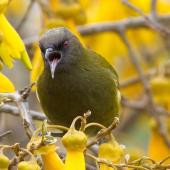 Bellbird | Korimako. Adult male. Tasman, September 2018. Image &copy; Rob Lynch by Rob Lynch www.roblynchphoto.smugmug.com