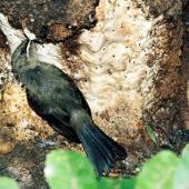 Bellbird | Korimako. Fledgling feeding on exuding sap at tree base. Kapiti Island, February 1998. Image &copy; Alex Scott by Alex Scott