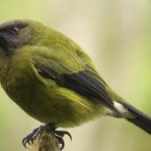 Bellbird | Korimako. Adult male. Tiritiri Matangi Island, April 2009. Image &copy; Dylan van Winkel by Dylan van Winkel