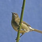 Bellbird. Adult female. Havelock North, October 2008. Image &copy; Dick Porter by Dick Porter